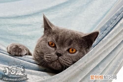 卡尔特猫得了猫瘟,卡尔特猫,猫，猫瘟皮肤病