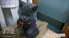 卡尔特猫驱虫,卡尔特猫,猫，卡尔特猫的缺点