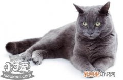 卡尔特猫疥癣病,卡尔特猫,猫，猫,皮肤病