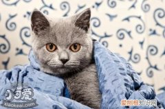 卡尔特猫骨折,卡尔特猫,猫，法国卡尔特猫