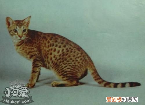 奥西猫感冒,奥西猫,猫,奥西猫多少钱一只