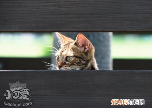 奥西猫肾衰,奥西猫,猫，猫肾衰竭尿毒症