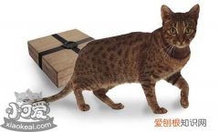 奥西猫得了弓形虫,奥西猫,猫，猫与弓形虫病