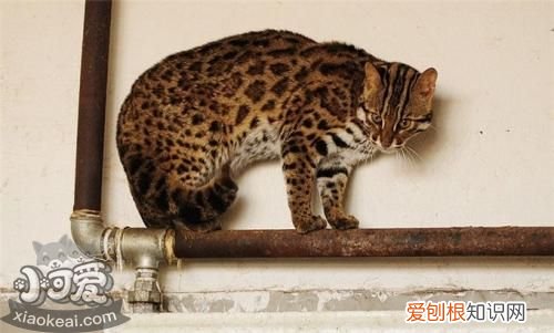 奥西猫尿频,奥西猫,猫，奥西猫图片
