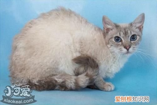 拉邦猫长猫癣,拉邦猫,猫，得了猫癣的猫