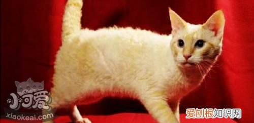 拉邦猫长猫癣,拉邦猫,猫，得了猫癣的猫