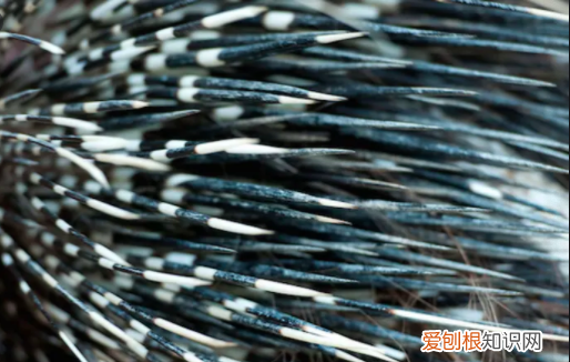 豪猪刺有多大威力,豪猪刺扎到狗身上豪猪会疼吗