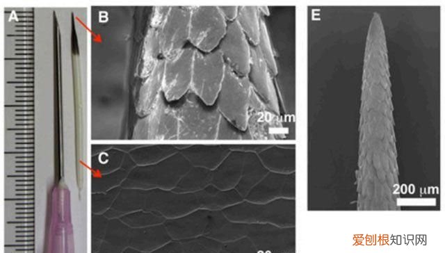 豪猪刺有多大威力,豪猪刺扎到狗身上豪猪会疼吗