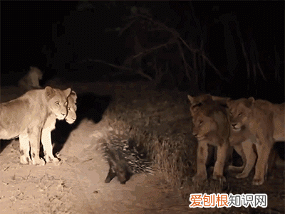 豪猪刺有多大威力,豪猪刺扎到狗身上豪猪会疼吗