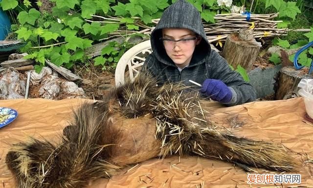 豪猪刺有多大威力,豪猪刺扎到狗身上豪猪会疼吗