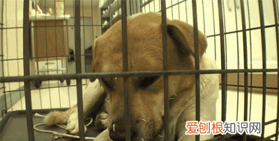 豪猪刺有多大威力,豪猪刺扎到狗身上豪猪会疼吗