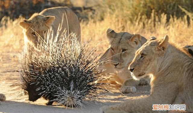 豪猪刺有多大威力,豪猪刺扎到狗身上豪猪会疼吗
