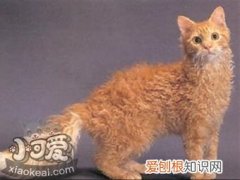 拉邦猫发烧,拉邦猫,猫，猫拉稀 发烧