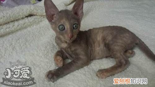 拉邦猫睡觉打呼噜,拉邦猫,猫，猫打呼噜拉稀