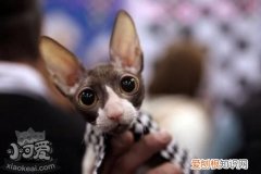 柯尼斯卷毛猫骨折,柯尼斯卷毛猫,猫，柯尼斯卷毛猫体型多大