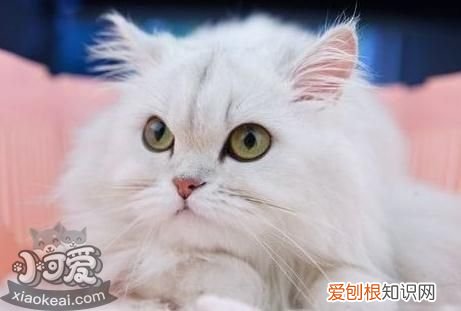 德文卷毛猫睡觉抽搐,德文卷毛猫,猫，德文卷毛猫注意事项