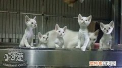 德文卷毛猫牙结石,德文卷毛猫,猫，德文卷毛猫常见病