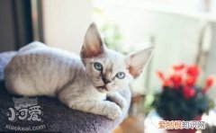 德文卷毛猫感冒,德文卷毛猫,猫，德文卷毛猫发毛