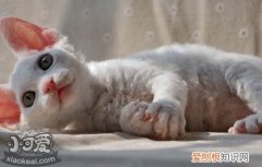 德文卷毛猫,垂体肿瘤,猫，德文卷毛猫常见疾病