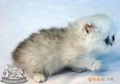 金吉拉猫眼睛受伤,金吉拉猫,猫，金吉拉猫流眼泪