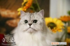 金吉拉猫心肌炎,金吉拉猫,猫，金吉拉猫百度百科