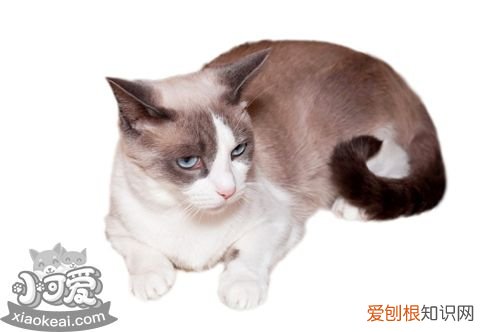 雪鞋猫发烧,雪鞋猫,猫,雪鞋猫眼睛什么颜色