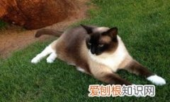 雪鞋猫便秘,雪鞋猫,猫，雪鞋猫是什么猫