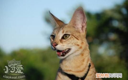 热带草原猫呕吐,热带草原猫,猫，猫呕吐发热