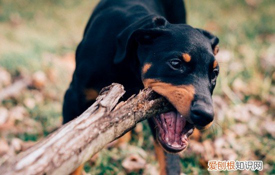 小鹿犬晚上睡觉用盖被子吗 小鹿犬为什么喜欢钻被窝