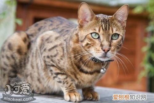 波米拉猫感染性腹泻,波米拉猫,猫，猫拉稀传染