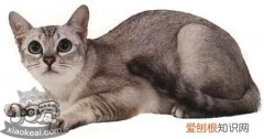 波米拉猫抑郁症,波米拉猫,猫，波米拉猫百科