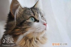 波米拉猫乳腺炎,波米拉猫,猫，猫咪急性乳腺炎