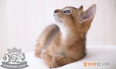 阿比西尼亚猫长虱子,阿比西尼亚猫,猫，阿比西尼亚猫是哪里的品种