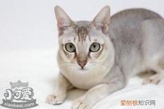 新加坡猫,传染性鼻气管炎,猫，猫传染病性鼻气管炎