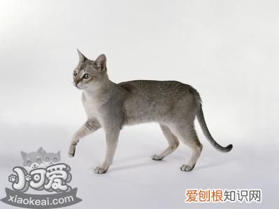 新加坡猫鼠疫症状,新加坡猫,猫，新加坡猫是什么猫