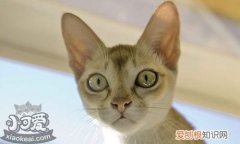 新加坡猫打呼噜,新加坡猫,猫，新加坡麻烦猫