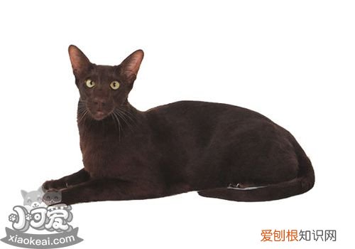 哈瓦那棕猫嘴巴臭,哈瓦那棕猫,猫，哈瓦那棕色猫 价格