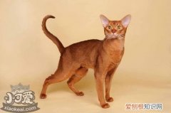 阿比西尼亚猫尿道炎,阿比西尼亚猫,猫，猫咪尿道疾病