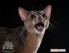 阿比西尼亚猫眼屎多,阿比西尼亚,猫，阿比西尼亚猫分类