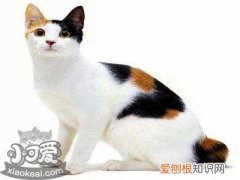 日本短尾猫抽搐,日本短尾猫,猫,，日本短尾猫性格