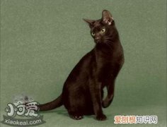 哈瓦那棕猫生病,哈瓦那棕猫,猫，哈瓦那猫有黑色的吗