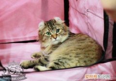 美国卷耳猫,传染性鼻气管炎,猫，猫传染性鼻气管炎病毒