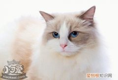 土耳其梵猫腹泻,土耳其梵猫,猫，怎么会辨别土耳其梵猫