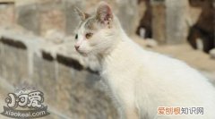 土耳其梵猫口水多,土耳其梵猫,猫，怎么会辨别土耳其梵猫