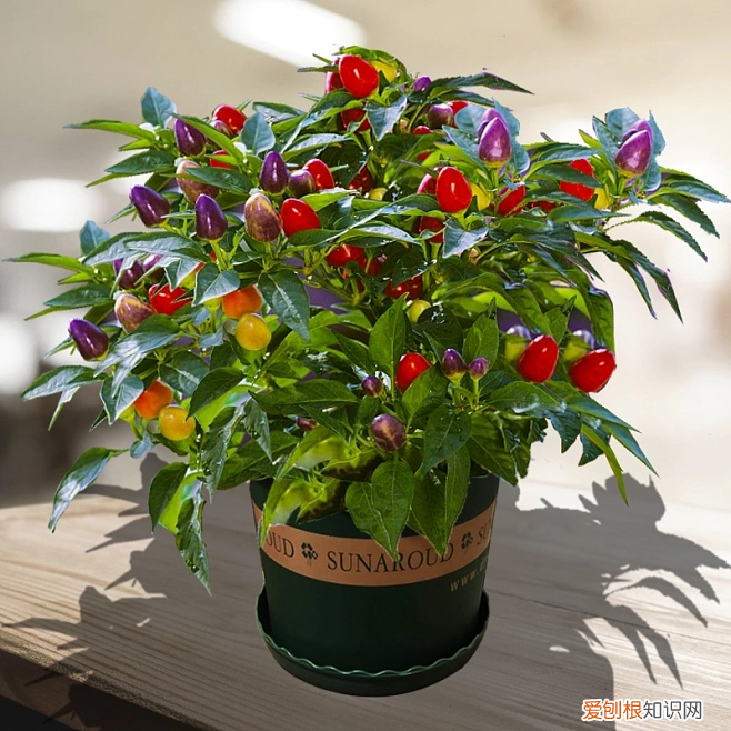 水培竹子怎么养生根快 水培竹子的养殖方法几个和注意事项