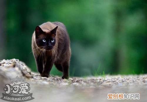 东奇尼猫发烧,东奇尼猫,猫，东奇尼猫价格