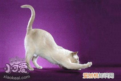 东奇尼猫感冒,东奇尼猫,猫，东奇尼猫的价位是多少钱