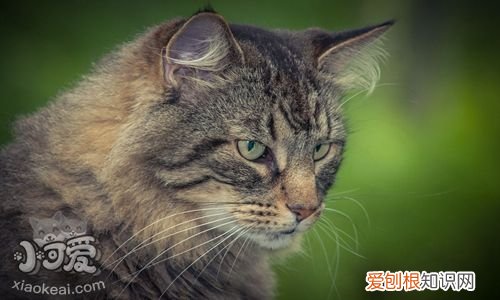 威尔斯猫咳嗽,威尔斯猫,猫