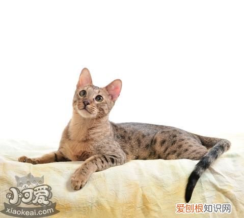 威尔斯猫咳嗽,威尔斯猫,猫