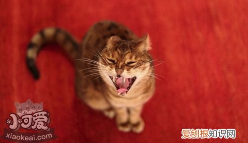 威尔斯猫怎,圆线虫病,猫